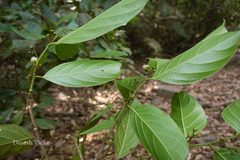 Hydnocarpus pentandrus